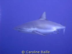 pregnant female Grey Reef Shark by Caroline Baille 
